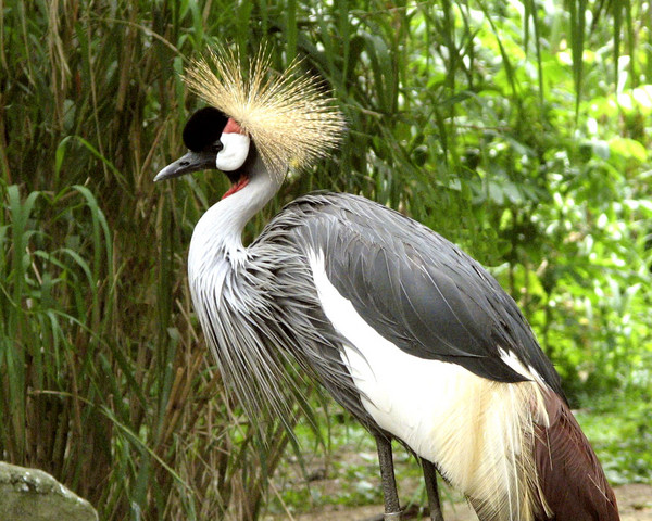 Image of a Crane found at Jurong
Bird Park